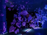 Purple, blob-like shapes in a dark space. 